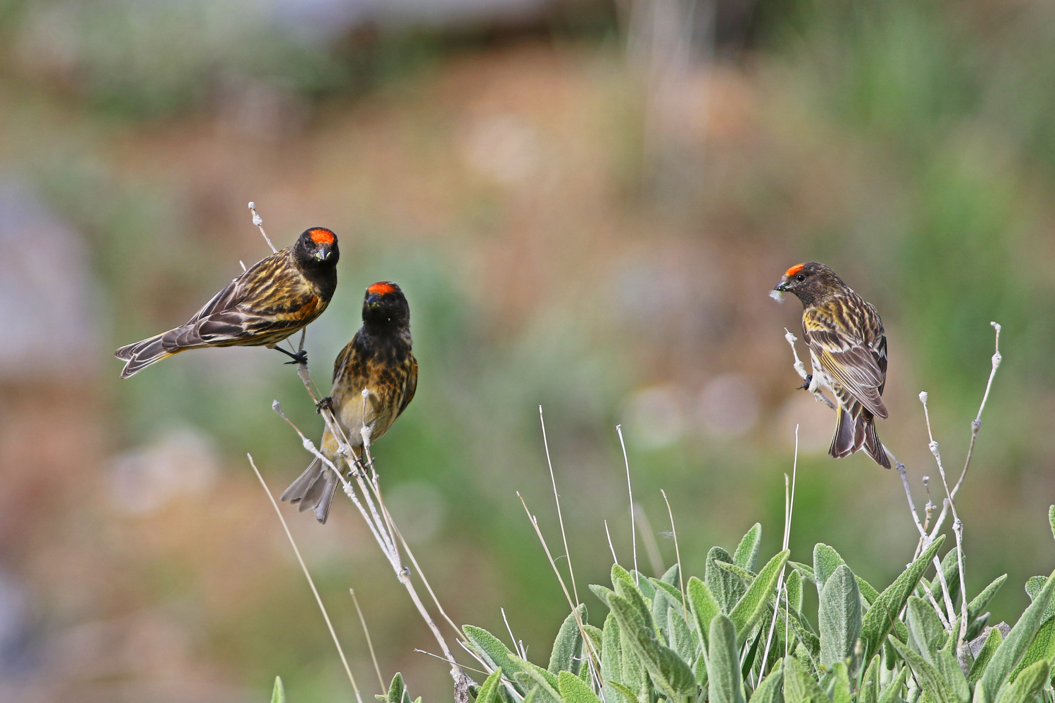 Fire-fronted Serin